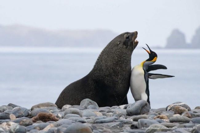 Comedy Wildlife Photography Awards 2019 - Ακολουθούν οι νικηφόρες φωτογραφίες με λιοντάρι πιγκουίνου πινακίδων στο βόρειο τμήμα