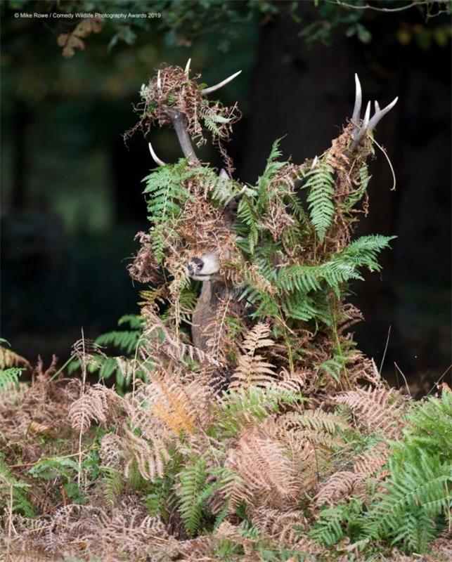 Comedy Wildlife Photography Awards 2019 - Εδώ είναι οι νικηφόρες φωτογραφίες ελάφια τι ελάφια αστεία ελάφια