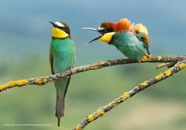 Comedy Wildlife Photography Awards 2019 - Ακολουθούν οι νικηφόρες φωτογραφίες οικογενειακή διαφωνία Αστεία πουλιά