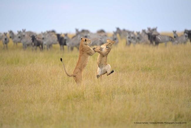 Comedy Wildlife Photography Awards 2019 - Ακολουθούν οι νικηφόρες φωτογραφίες που κρέμονται από αστείες λέαινες