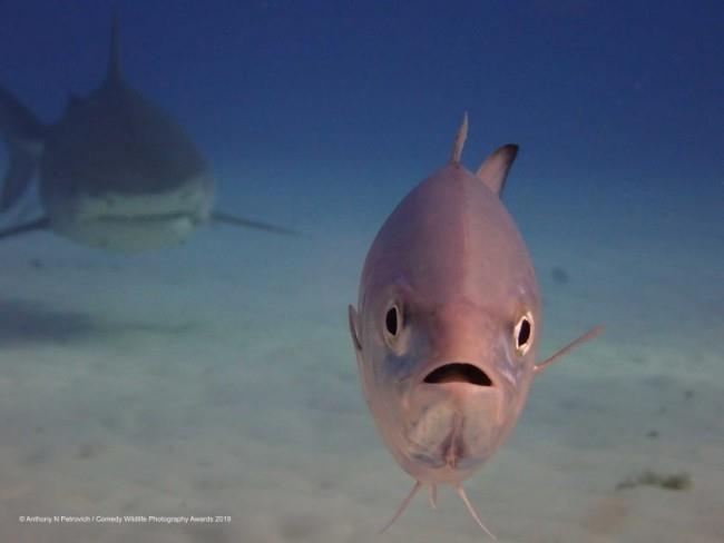 Comedy Wildlife Photography Awards 2019 - Εδώ είναι οι νικηφόρες φωτογραφίες που είναι ακριβώς πίσω μου