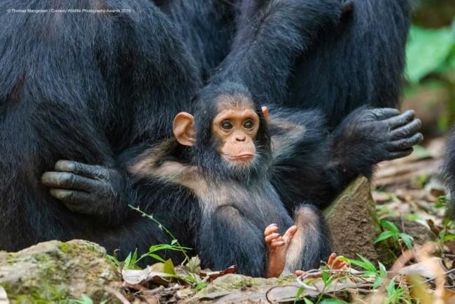 Comedy Wildlife Photography Awards 2019 - Ακολουθούν οι νικηφόρες φωτογραφίες χαλαρές μαϊμούδες