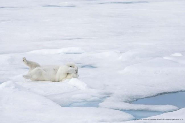 Comedy Wildlife Photography Awards 2019 - Ακολουθούν οι νικηφόρες φωτογραφίες αστείας πολικής αρκούδας στον Βόρειο Πόλο