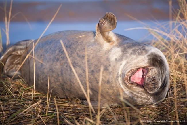 Comedy Wildlife Photography Awards 2019 - Ακολουθούν οι νικηφόρες φωτογραφίες του αστείου γελαστού θαλάσσιου λιονταριού
