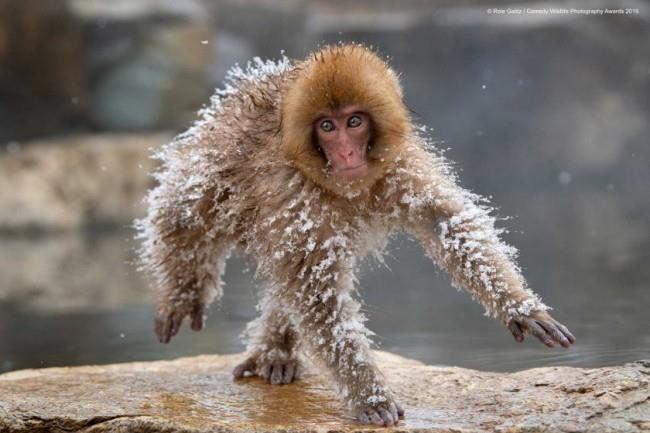 Comedy Wildlife Photography Awards 2019 - Εδώ είναι οι νικηφόρες φωτογραφίες διαστημικός άνθρωπος αστεία μαϊμού