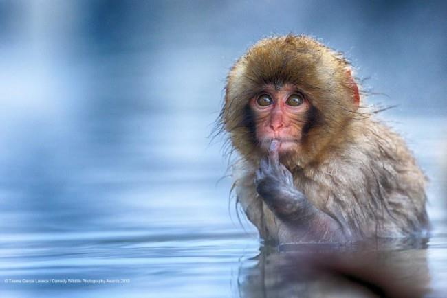 Comedy Wildlife Photography Awards 2019 - Ακολουθούν οι νικηφόρες φωτογραφίες για να είσαι ή να μην είσαι πίθηκος lustiger