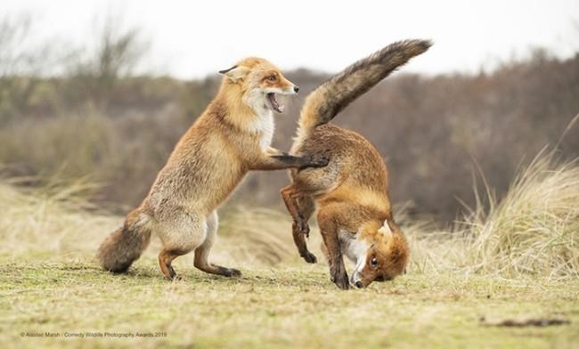 Comedy Wildlife Photography Awards 2019 - Ακολουθούν οι νικηφόρες φωτογραφίες του βαλς που πήγε στραβά αστείες χαριτωμένες αλεπούδες
