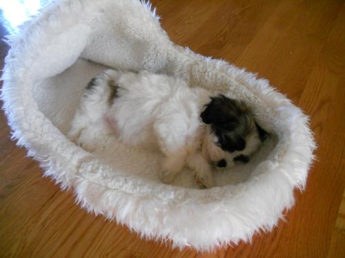 Δροσερό κρεβάτι σκύλου με τη μορφή μαλακού παπουτσιού