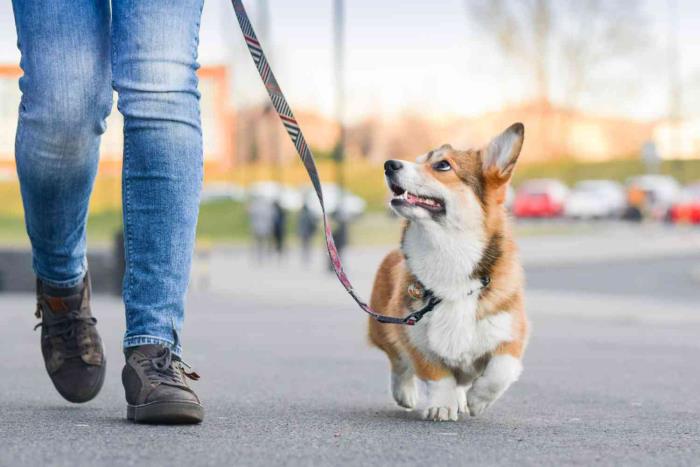 Επιτρέπεται η κρίση του κορονοϊού και τα σκυλιά για μια βόλτα κοντά στο διαμέρισμα