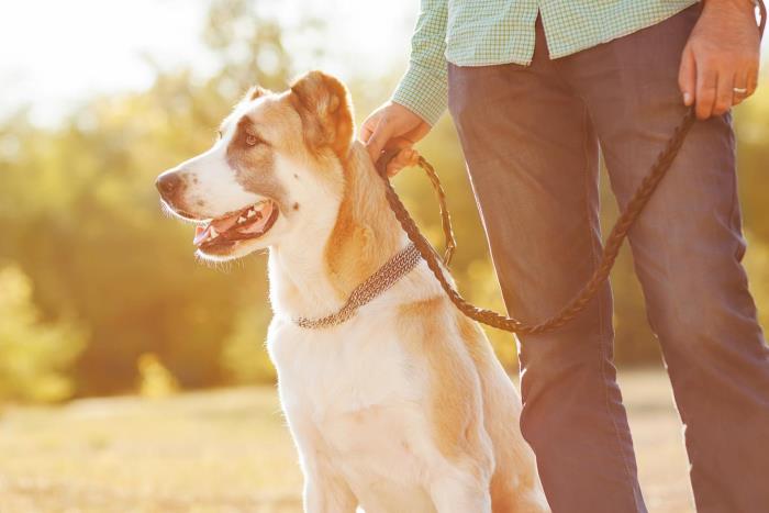 Η κρίση του κορονοϊού και τα σκυλιά δεν έχουν λόγο πανικού Οι ιδιοκτήτες σκύλων βγαίνουν βόλτα