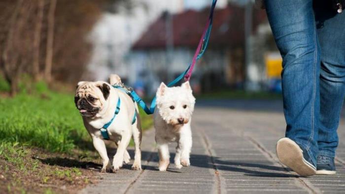 Η κρίση του κορονοϊού και σκυλιά δύο σκυλιά κάνουν βόλτα χωρίς να μεταδοθεί ιός