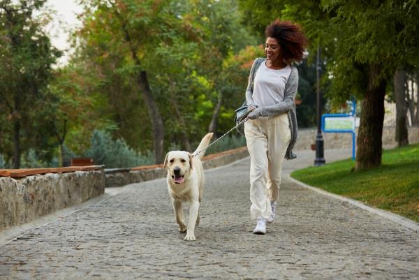 Crash Diet - Εδώ είναι όλα όσα πρέπει να γνωρίζετε για την προπόνηση άσκησης για περπάτημα σκύλου