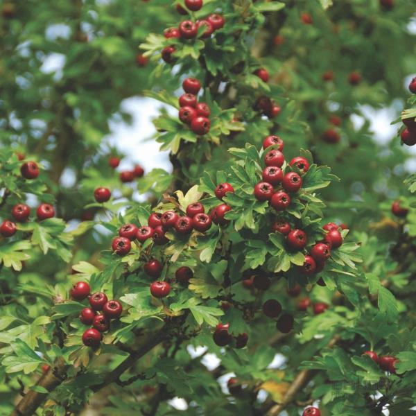 Crataegus monogyna «Stricta» κόκκινα μούρα σπιτιού