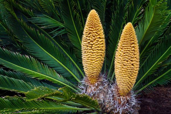 Οι ταξιανθίες παλάμης Cycas sago προειδοποιούν δηλητηριώδεις