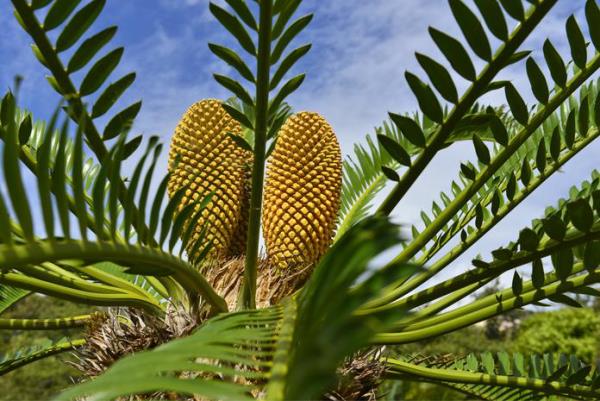 Cycas sago palm out in the open air ovate gold brown flowers only in the Botanical Gardens Conservatories