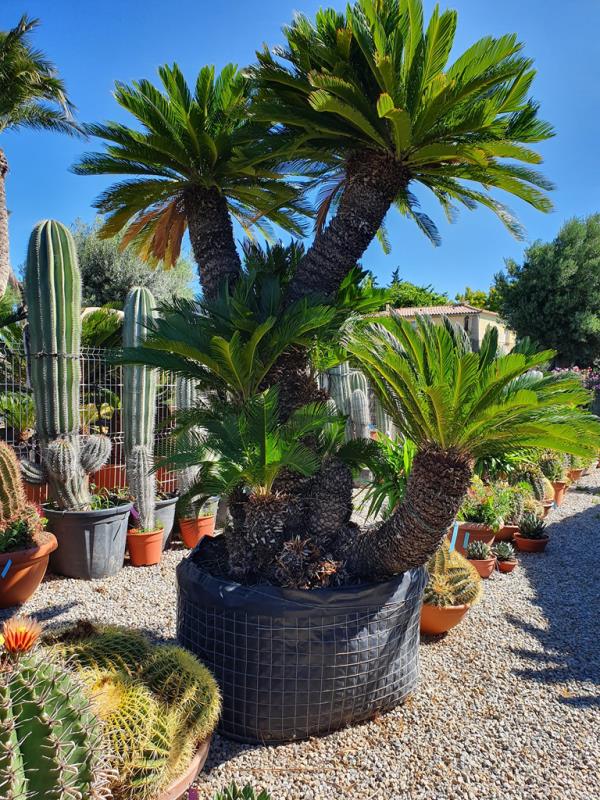 Το Cycas sago palm σε εσωτερικούς χώρους είναι ένα εξαιρετικό εξωτικό εξωτικό στο σπίτι