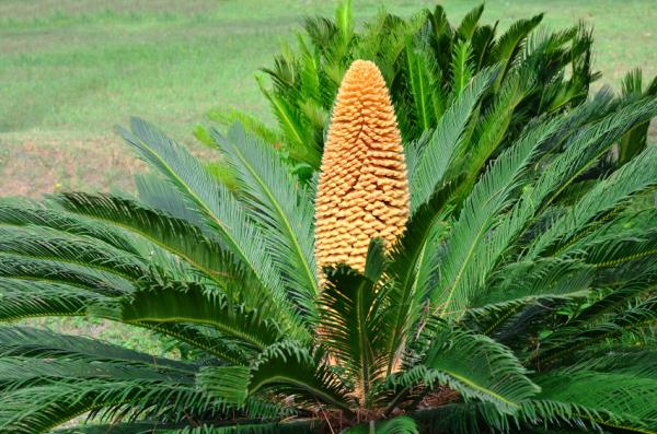 Ο φοίνικας Cycas sago σε τροπικές περιοχές αναπτύσσεται έξω στον κήπο