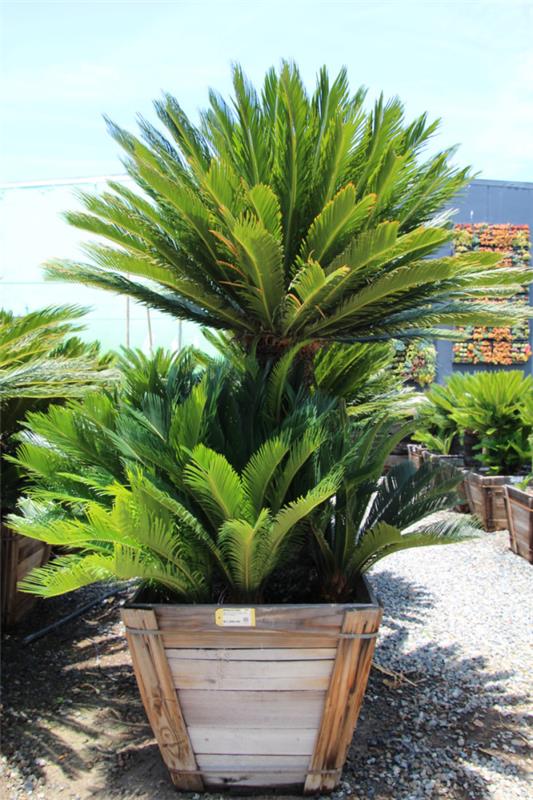 Cycas sago palm Οι απαραίτητες συνθήκες καλλιέργειας για να ψηλώσουν πολύ φαίνονται ελκυστικές