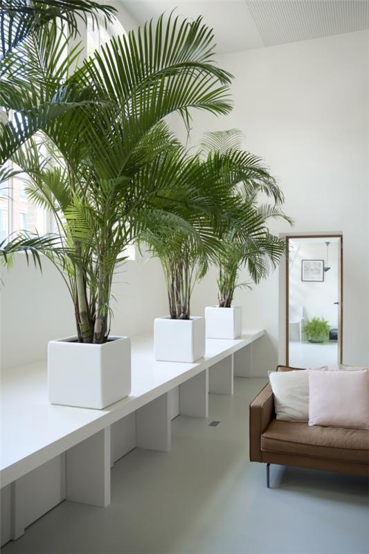 Repot Cycas sago palm κάθε τρία έως πέντε χρόνια χρειάζεστε πάντα ένα μεγαλύτερο δοχείο