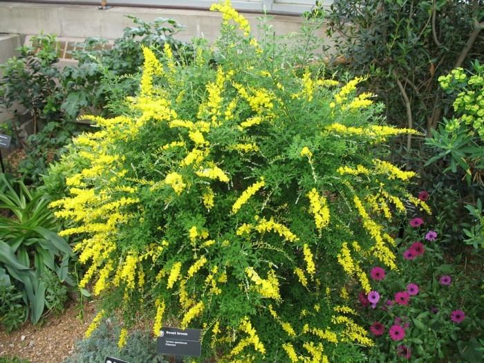 Φυτό Cytisus Spachianus