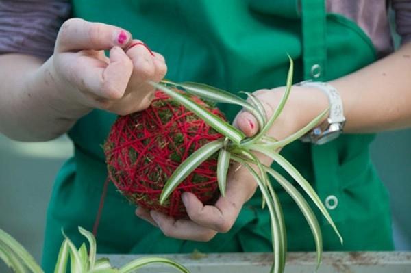 Τυλίξτε DIY Kokedama μπάλα βρύα με κόκκινο νήμα