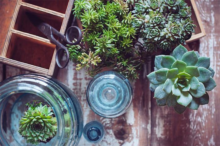 DIY έργο succulents προετοιμασία