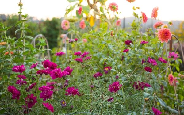 Dahlia aster ανθισμένα φθινοπωρινά φυτά ανθεκτικά φυτά κήπου