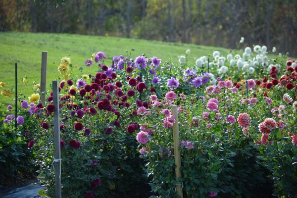 Το μπαλκόνι Dahlias φροντίζει τα τζωρτζίνια στον κήπο διαφορετικά χρώματα λουλούδια λευκό κίτρινο ροζ κόκκινο ύψος έως 1,30 μ