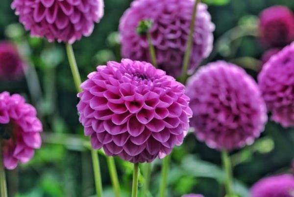 Τα μπαλκόνια Dahlias φροντίζουν το κομψό θέα μοβ τζωρτζίνια μια σπανιότητα