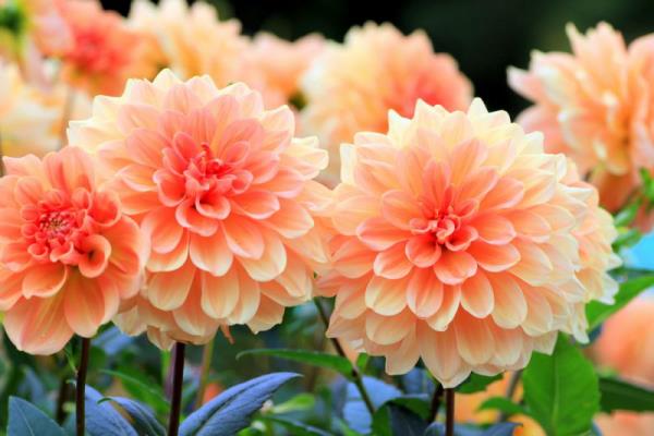 Το μπαλκόνι Dahlias φροντίζει υπέροχα λουλούδια σε κρεμ χρώμα λουλουδιών που τραβούν τα βλέμματα στη βεράντα του κήπου