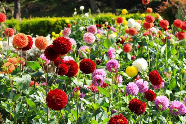 Το μπαλκόνι της Ντάλια φροντίζει στον κήπο μια θάλασσα από λουλούδια από διαφορετικά χρώματα τζωρτζίνια σε ένα ηλιόλουστο μέρος