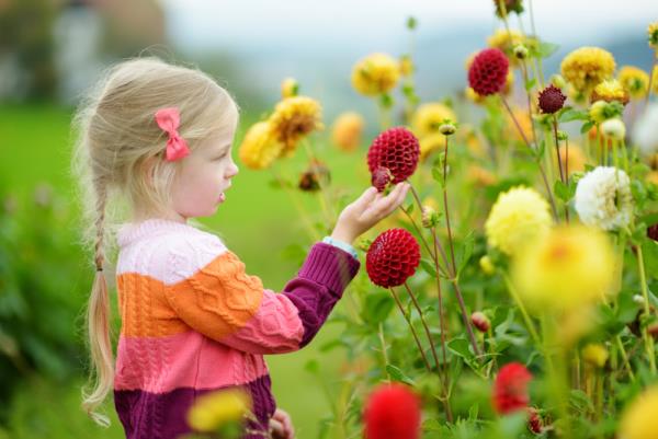 Μπαλκόνι Dahlias που φροντίζει το κοριτσάκι στο πεδίο ανακαλύπτοντας την ομορφιά της φύσης