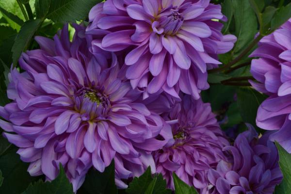 Τα μπαλκόνια Dahlias φροντίζουν τα μοβ τζορτζίνια σπάνια