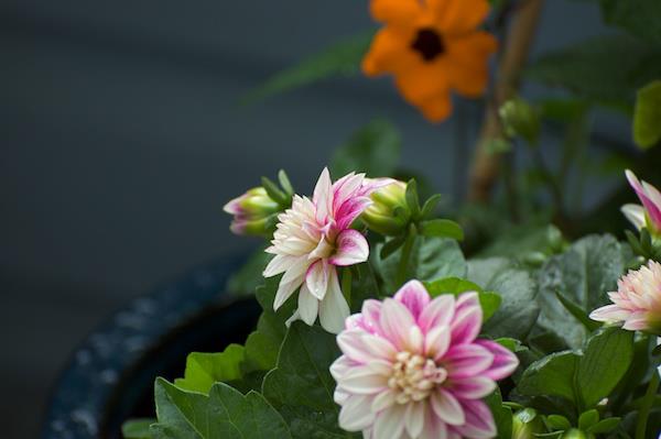 Το μπαλκόνι Dahlias φροντίζει χαμηλές ποικιλίες, το νερό λιπαίνει μέτρια