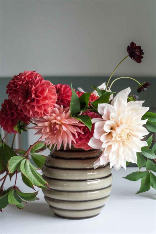 Ντάλια ελάχιστα γνωστά γεγονότα για τα λουλούδια ντάλια διαφορετικών χρωμάτων σε διακοσμήσεις τραπέζι βάζων υπέροχα τραβήγματα ματιών