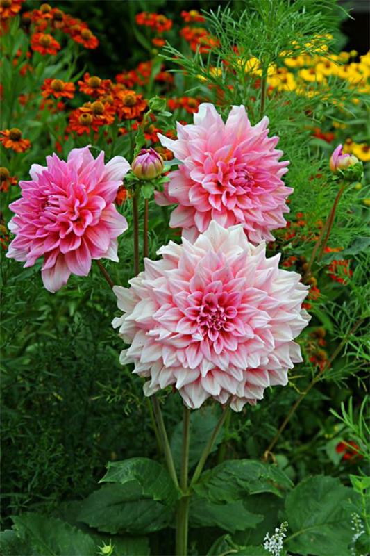 Dahlias Λίγα γνωστά γεγονότα για το Dahlias Most Beautiful Garden Flower Queen Of Late Summer