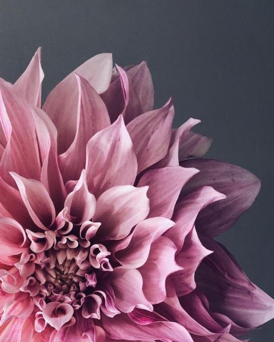 Ντάλια Λίγα γνωστά γεγονότα για ντάλιες ευαίσθητα ροζ πέταλα το τυχερό λουλούδι από το ζώδιο Τοξότης