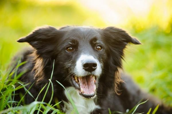Έρχεται η άνοιξη 5 συμβουλές για τους ιδιοκτήτες σκύλων4
