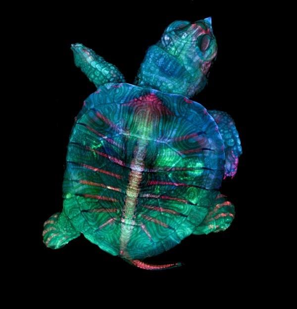 Οι νικήτριες φωτογραφίες από τη Nikon Small World 2019 είναι εδώ! Κέρδος εμβρύου χελώνας