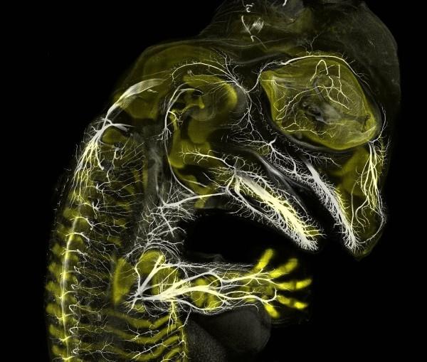 Οι φωτογραφίες που κέρδισαν από τη Nikon Small World 2019 είναι εδώ! ανάπτυξη εμβρύου αλιγάτορα τρίτη θέση