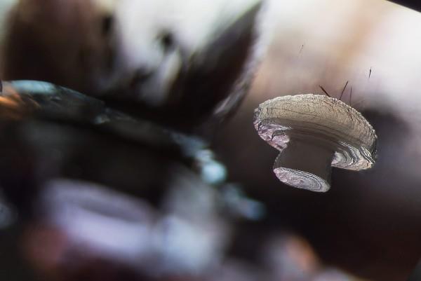 Οι φωτογραφίες που κέρδισαν από τη Nikon Small World 2019 είναι εδώ! κρύσταλλο κριστοβαλίτη σε ξενιστή ορυκτών χαλαζία