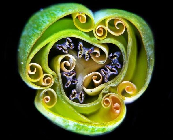 Οι φωτογραφίες που κέρδισαν από τη Nikon Small World 2019 είναι εδώ! διατομή ενός μπουμπούκι τουλίπας
