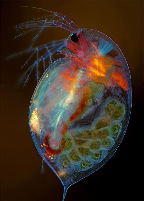 Οι νικήτριες φωτογραφίες από τη Nikon Small World 2019 είναι εδώ! έγκυος δαφνία μάγια πλαγκτόν