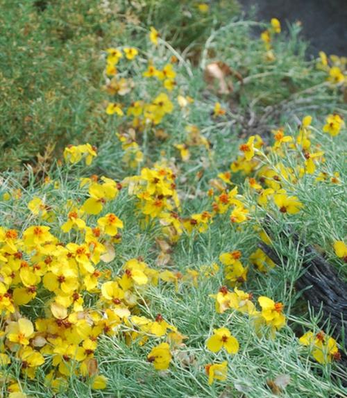 Το zinnia στον κήπο κίτρινα λουλούδια φρεσκοκομμένο τοπίο