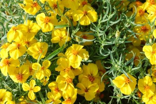 Το zinnia στον κήπο κίτρινα λουλούδια γρασίδι λουλούδια φρέσκο ​​τοπίο