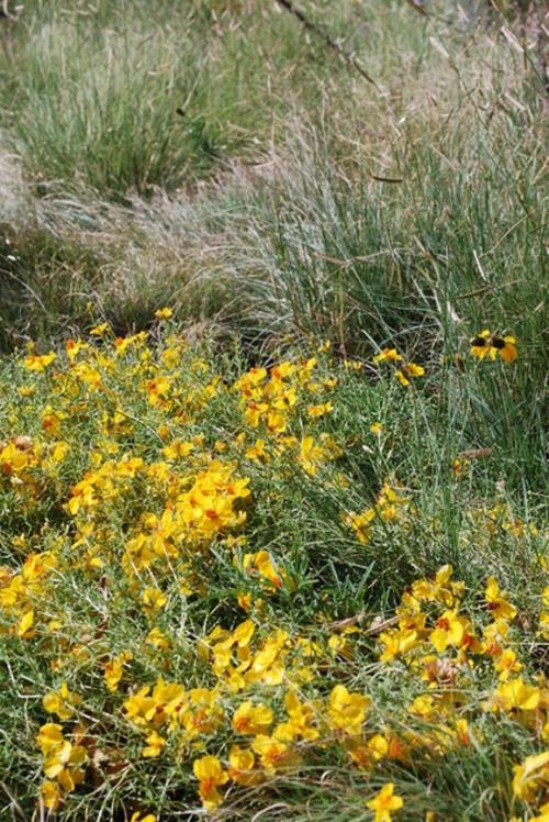 Το zinnia στον κήπο κίτρινα λουλούδια τοπίο πεδίου γρασίδι