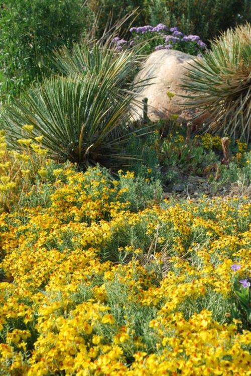 Το zinnia στον κήπο φυτά κίτρινα λουλούδια πέτρες εξωτικό τοπίο