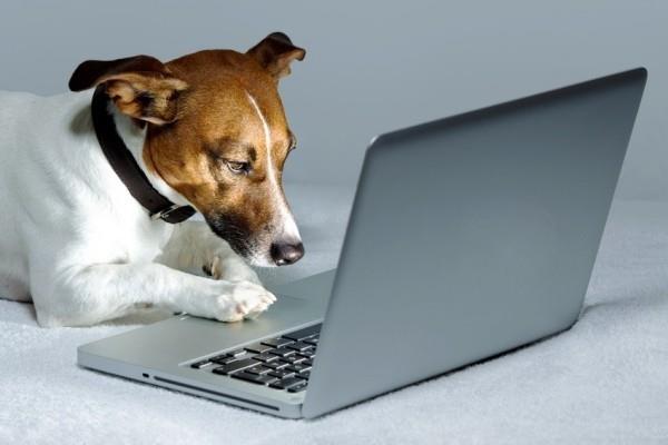 Τα καλύτερα έξυπνα οικιακά gadgets για κατοικίδια jack russel terrier χρησιμοποιούν φορητό υπολογιστή