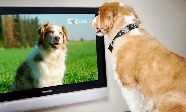 Τα καλύτερα έξυπνα οικιακά gadgets για κατοικίδια petchatz dogtv HD τηλεόραση για σκύλους