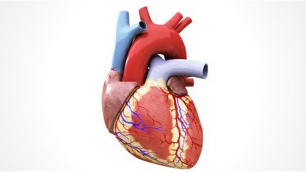 Τα οφέλη για την υγεία της L-Proline Heart Healthy